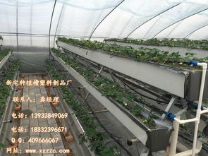 現代化草莓種植技術 栽培槽的多元應用與管理