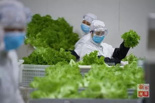 植物工廠 在倉(cāng)庫(kù)貨架上種植蔬菜和谷物