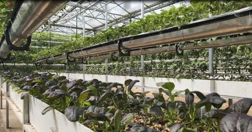 菜博會新篇章 谷物種植展館迎來創新展示