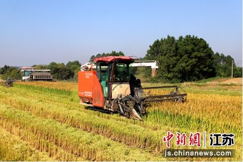 顆粒歸倉 南京椏溪街道水稻豐收與苗木種植雙線并進