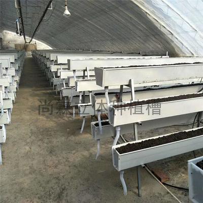 觀光采摘與現代農業種植槽 草莓種植槽、果蔬栽培槽與立體種植槽的批發優勢