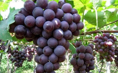 濰坊市坊子區興逄果蔬種植專業合作社 優質葡萄批發與供應服務