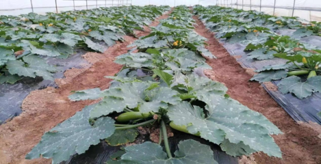 新天水-種下產業發展“致富苗” 奏響鄉村經濟“振興曲”