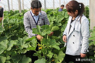 菏澤牡丹區(qū)沙土鎮(zhèn) 特色果蔬與苗木種植雙輪驅(qū)動(dòng)，繪就助農(nóng)增收新畫(huà)卷