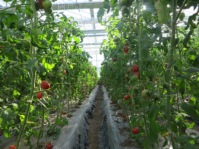 四平市首屆果蔬采摘節(jié) 豐收喜悅，共品田園風(fēng)味