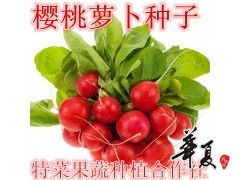櫻桃蘿卜 特菜果蔬種植合作社的優(yōu)質(zhì)供應(yīng)與種植之道