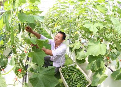 浙江安吉 無(wú)土栽培技術(shù)引領(lǐng)果蔬種植新風(fēng)尚，綠色健康產(chǎn)品新鮮上市