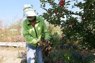 布爾津鎮(zhèn) 果蔬豐收采摘忙，增收致富助振興
