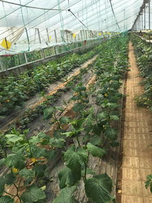 果蔬種植批發(fā)與采購(gòu)報(bào)價(jià)指南 從苗木成本到市場(chǎng)行情解析