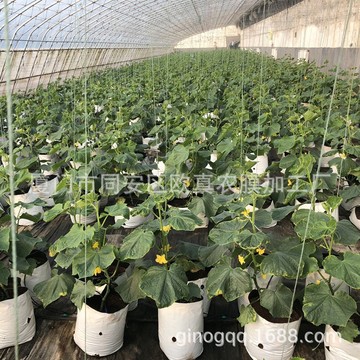 無土栽培新選擇 PE加厚黑白基質(zhì)種植袋助力果蔬種植